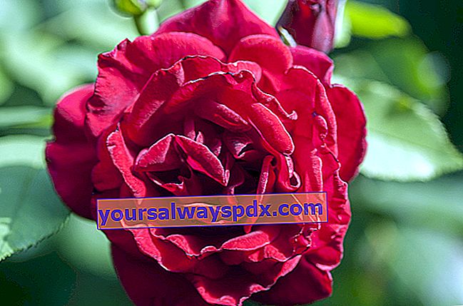 Rose 'rød parfume' 