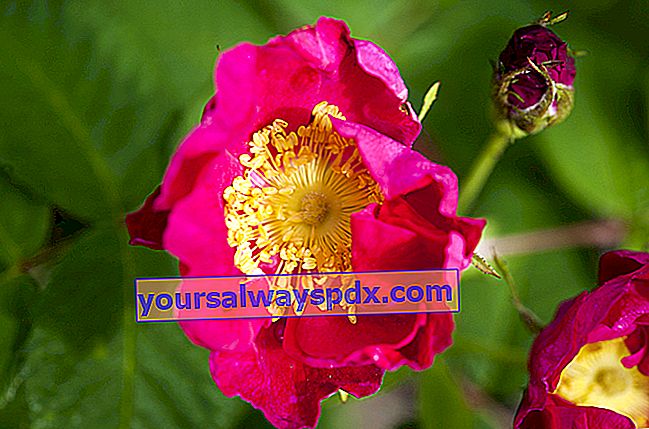 Rose gallica indah