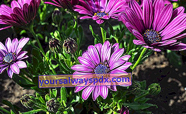 Osteospermum o Dimorphoteca - il fiore della margherita del Capo nel giardino