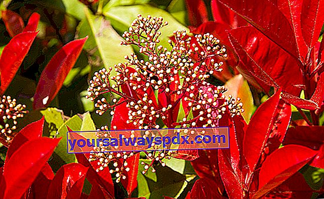 Photinia (Photinia x fraseri), dedaunan merah di lindung nilai