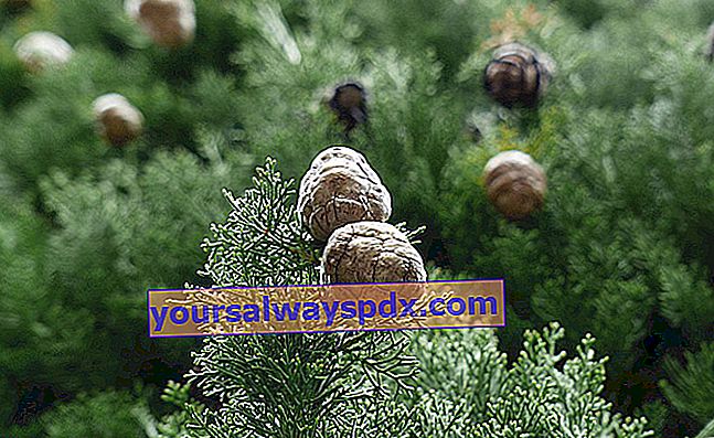 Provence cypress