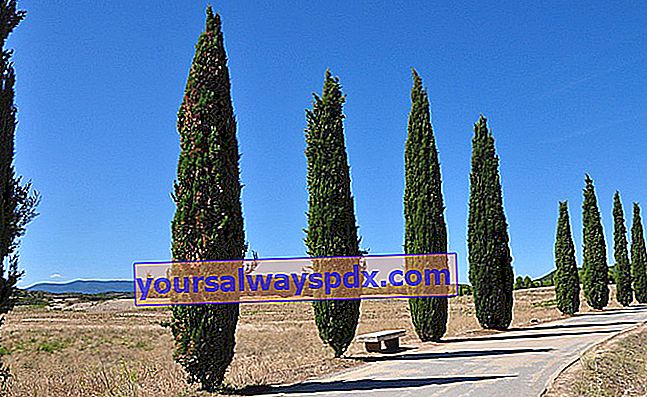 Provence cypress (Cupressus sempervirens)