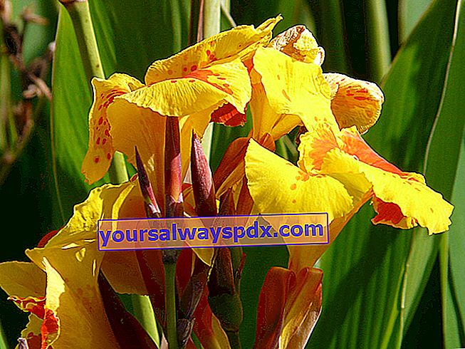 Canna oder Balisier, tropische Blume