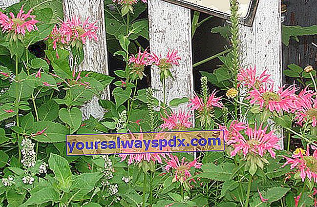 Monarde (Monarda didyma), köstliche Blumen