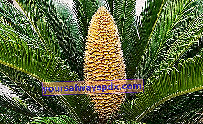 Falsk palm (Cycas revoluta) eller sagopalm