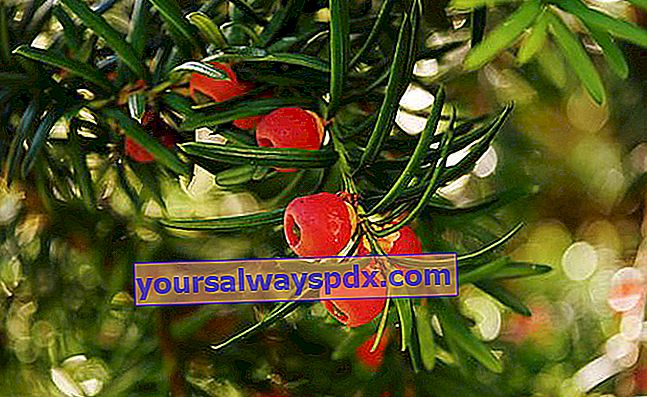 Yew biasa (Taxus baccata)