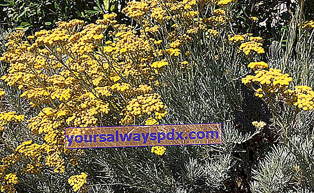Helichrysum ist ideal für Steingärten