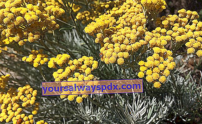 Currypflanze (Helichrysum italicum serotinum), Gartenblume