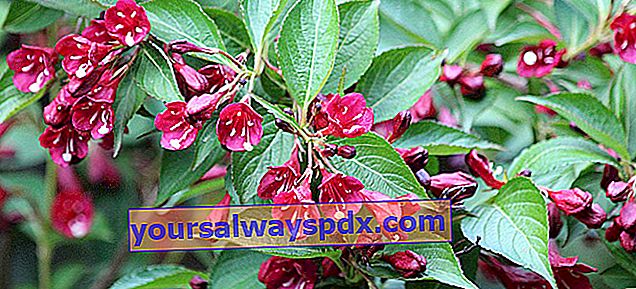 Weigelia (Weigela), arbusto con fiori primaverili rosa