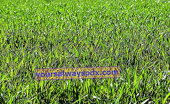 Ryegrass (Lolium spp.) Für einen geländegängigen Rasen