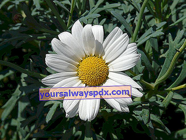 Anthemis (Argyranthemum frutescens), daisy Canarian