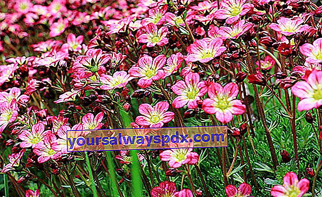Saxifrage (saxifraga): tanaman yang sesuai untuk taman batu
