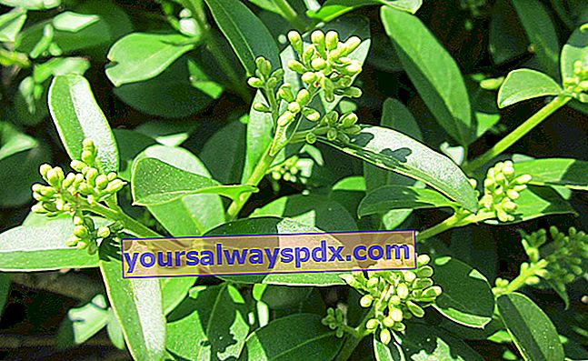 지속적인 헤지 용 privet (Ligustrum spp.)
