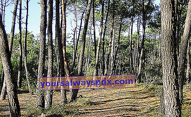 Pinus Maritim (Pinus pinaster) atau Landes Pine