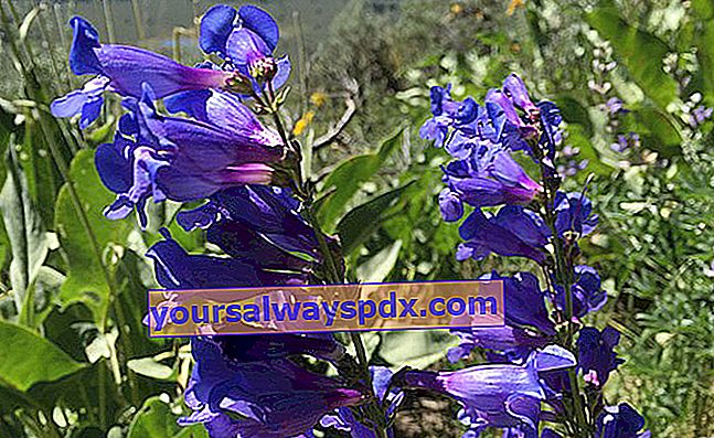 Penstemon Blue Spring dengan bunga biru