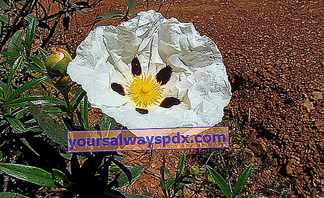 סלעית לבן פרחונית (Cistus x cyprius)