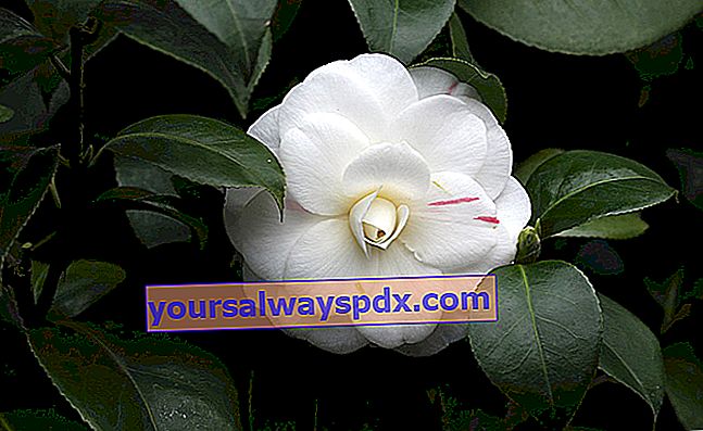 פרח קמליה לבן