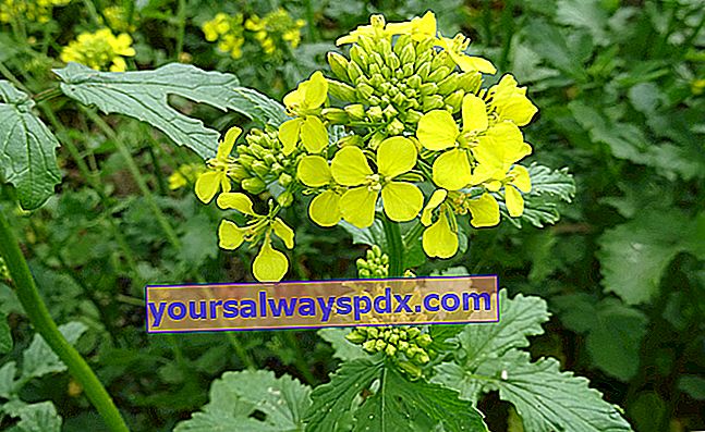 Senap (Brassica), grön gödsel från trädgården