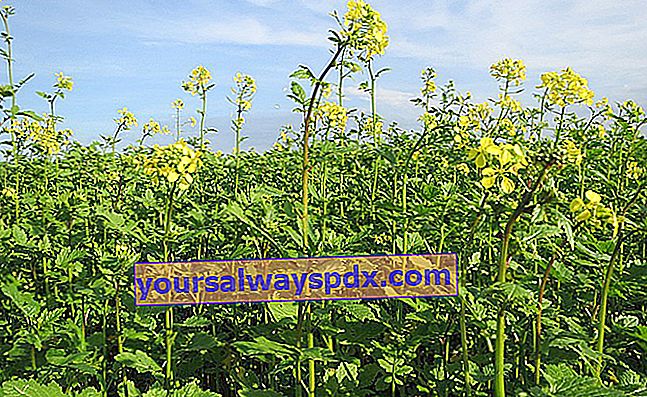 Mustard (Brassica), baja hijau dari kebun