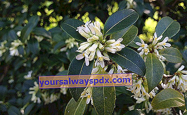 Osmanthus burkwoodii：常緑低木-植え付け、成長、世話