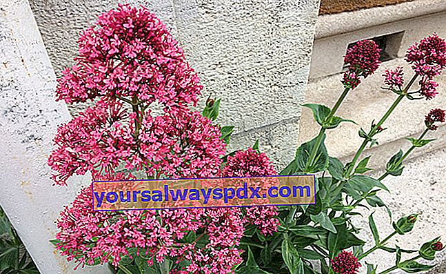 Röd valerian (Centranthus ruber) eller trädgårdsvalerian 