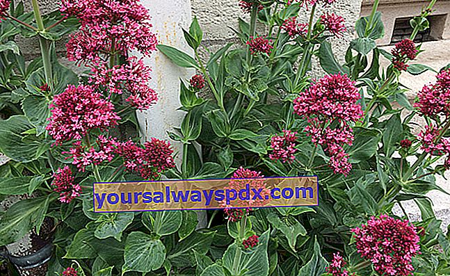 Röd valerian (Centranthus ruber) eller trädgård valerian