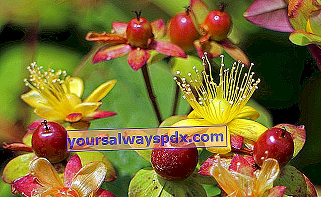 St John's Wort (Hypericum), bunga musim gugur cantik lainnya