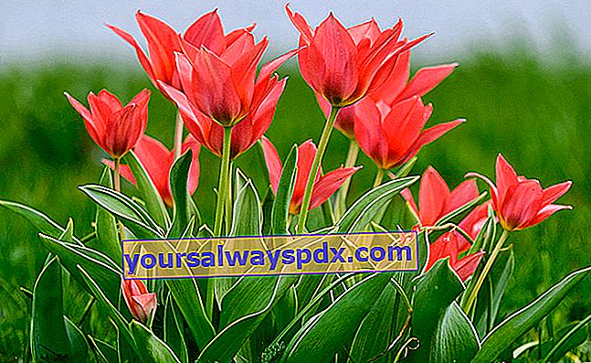 ทิวลิป (Tulipa spp.)