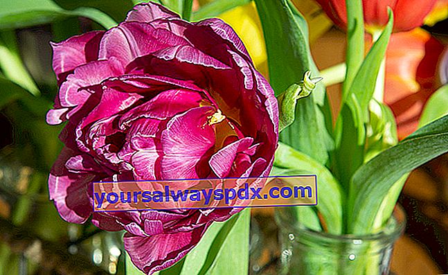 dobbelt blomster tulipan