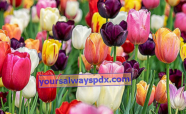 tulipaner i forskellige former og farver