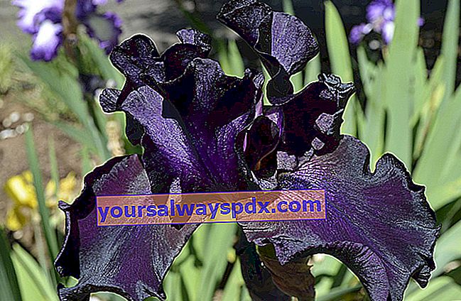 Zwarte iris