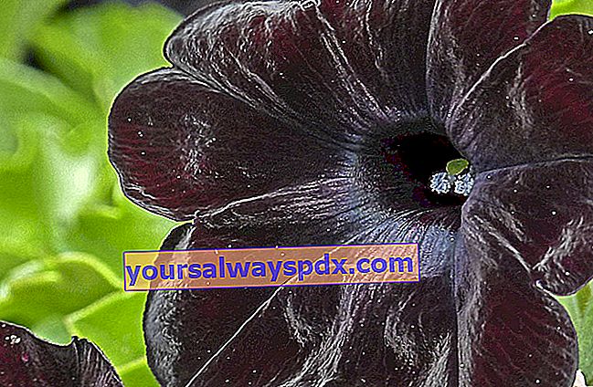 Satin hitam petunia - Petunia hitam