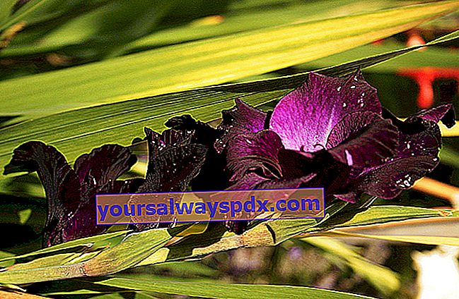 검은 큰 꽃이 만발한 글라디올러스