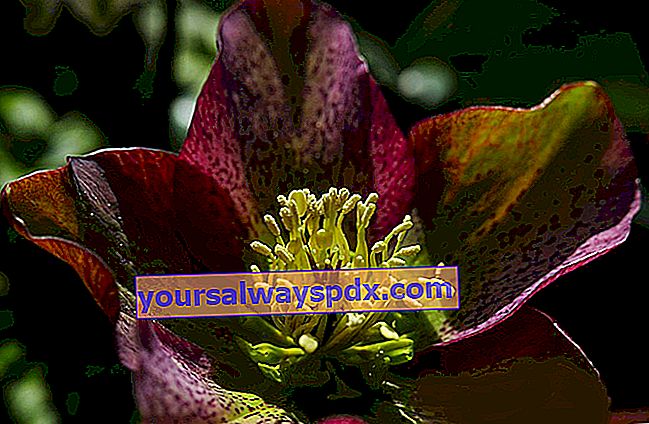 Hellebore (Helleborus) atau bunga Krismas berwarna hitam