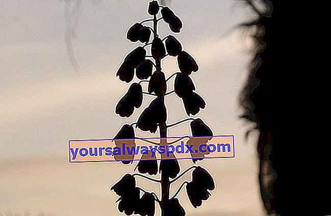 검은 프리 틸라 리아 (Fritillaria)