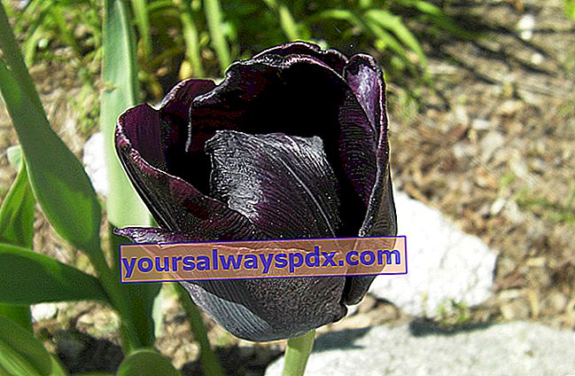 Zwarte tulp