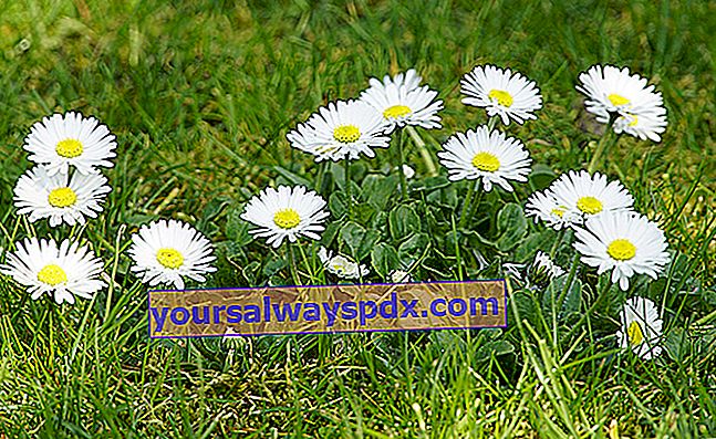 Daisy (Bellis perennis), en miniature daisy