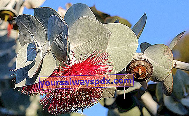 röd blommande eukalyptus