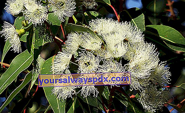 Eukalyptus (eukalyptus) i trädgården