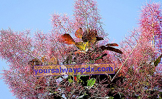 Perruqyes 나무 또는 cotinus coggygria
