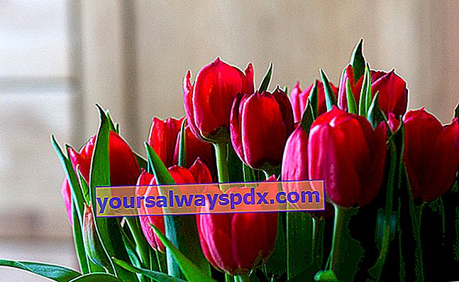 rote Tulpen für Passionsliebe