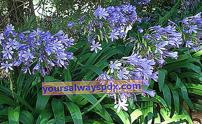 Agapanthus (Agapanthus spp.), Nile lily หรือ blue tuberose