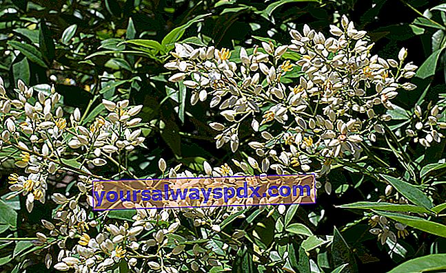 פרחי במבוק קדושים (Nandina domestica)