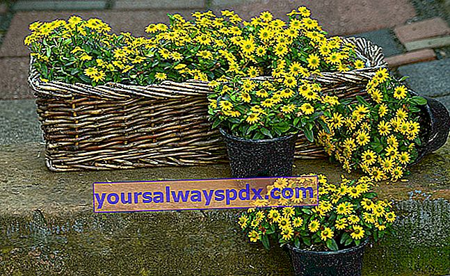 Sanvitalie (Sanvitalia procumbens), menjalar dengan bunga kuning