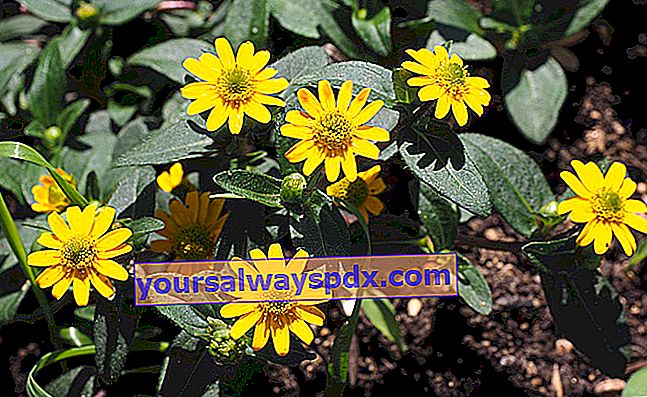 Sanvitalie (Sanvitalia procumbens) ไม้เลื้อยที่มีดอกสีเหลือง
