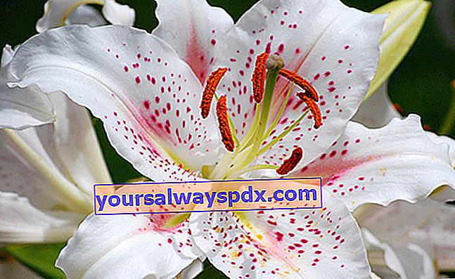 Lily atau lily (Lilium), bunga kerajaan yang unggul