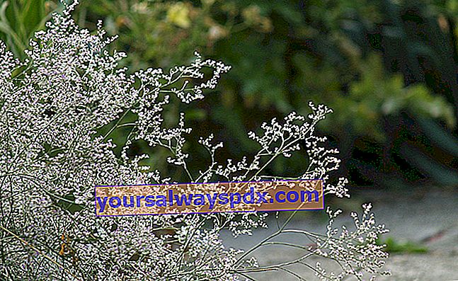  lavender laut (Limonium latifolium)