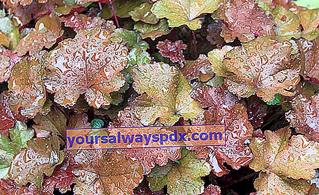 冬の非常に装飾的なリブの葉