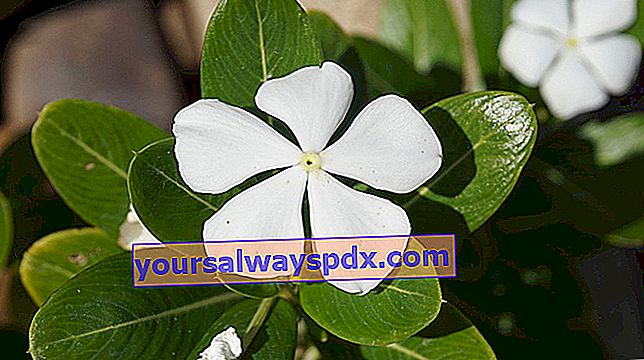 Pervină Madagascar (Catharanthus roseus) albă