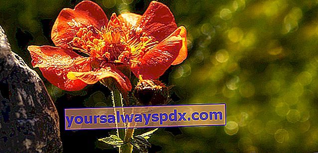orange eller skarlagenrød benoite har murstenrøde blomster
